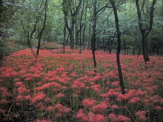 photo of uncultivated red spider lilies in a forest