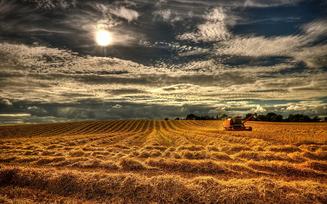 harvest scene photo from feelgrafix.com