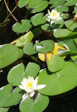 Water lilies in the author's backyard.